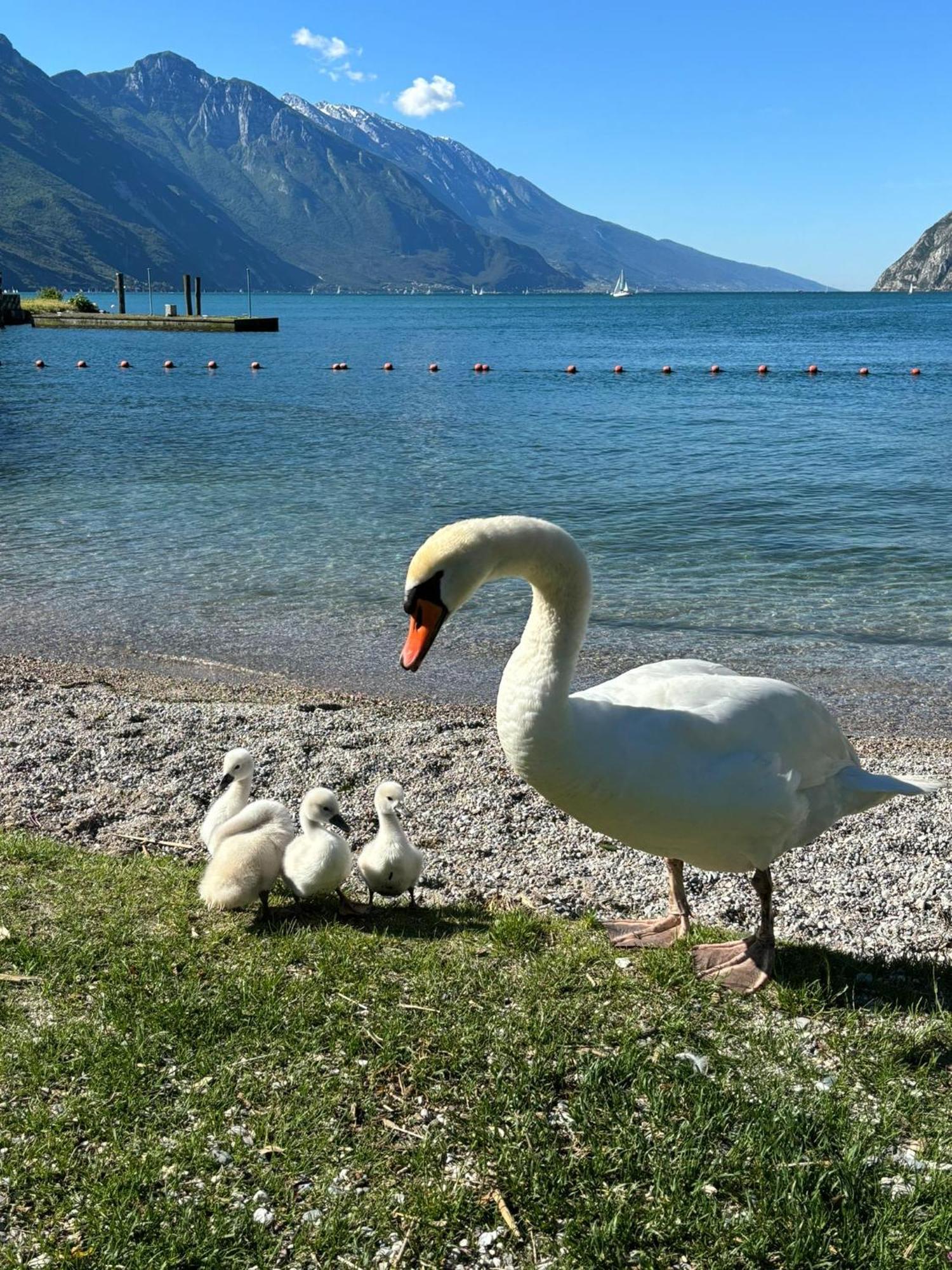 Апартаменти Garden & Pool Perugini Torbole Sul Garda Екстер'єр фото